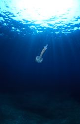 Jelly fish.F50,16mm. by Derek Haslam 